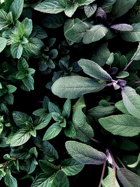 Oregano: What is it good for?